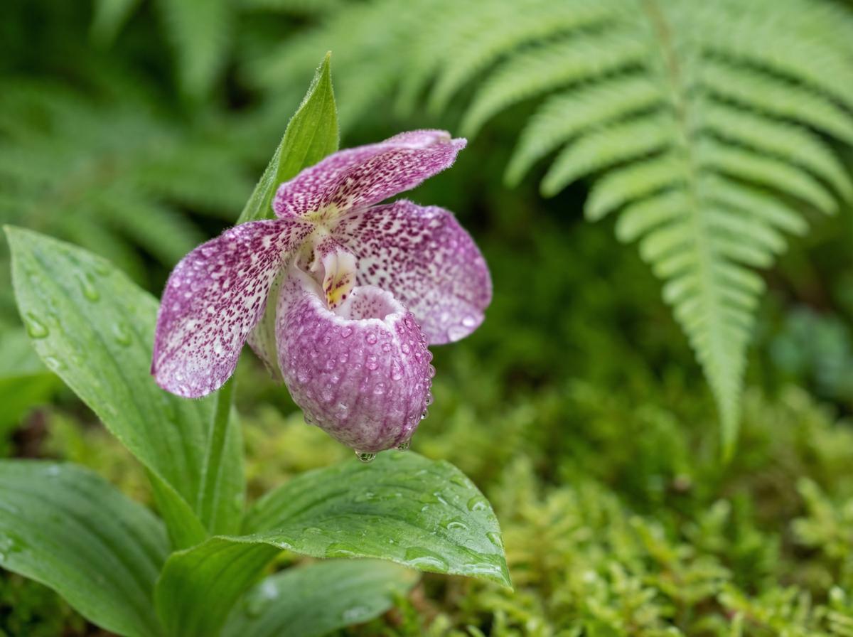 草莓视频植物短视频
